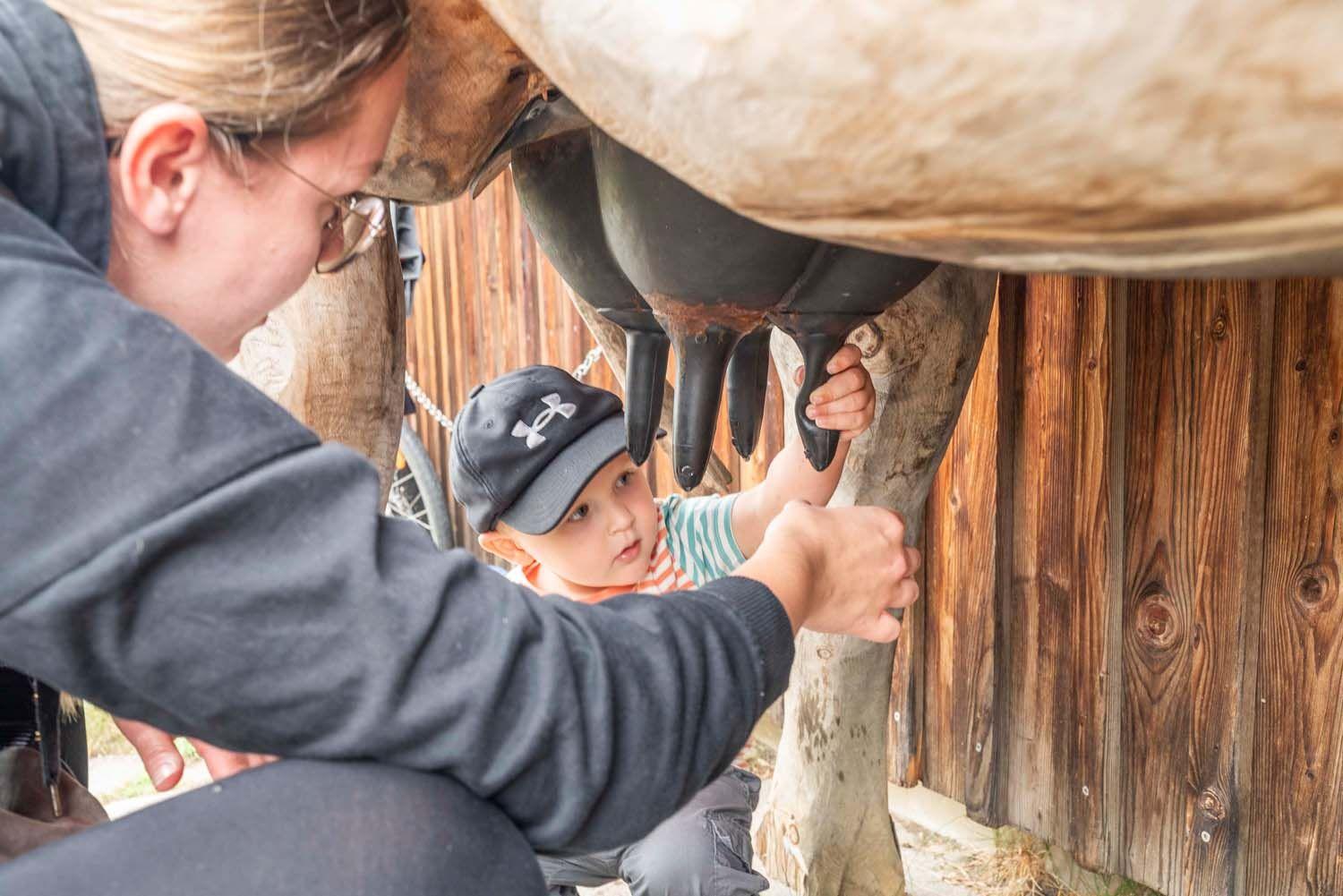 Melken der Zirbenkuh